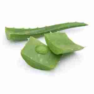 Aloe Vera Oil (Aloe Barbadensis)