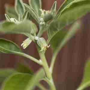 Ashwagandha (Plant)