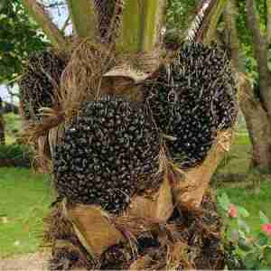 Babassu Oil