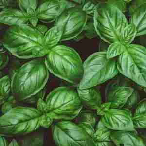 Basil