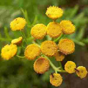 Blue Tansy (Plant)