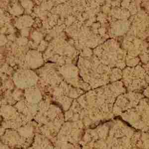 Calamus Root (Powder)