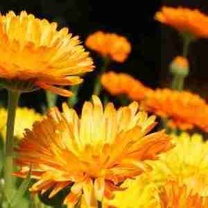Calendula