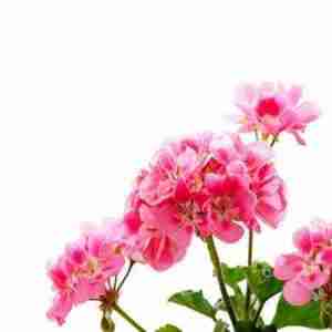 Geranium