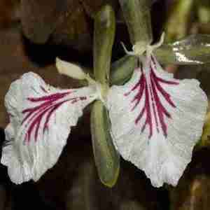 Cardamom