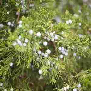 Cedarwood Virginia Juniperus Virginiana Plant