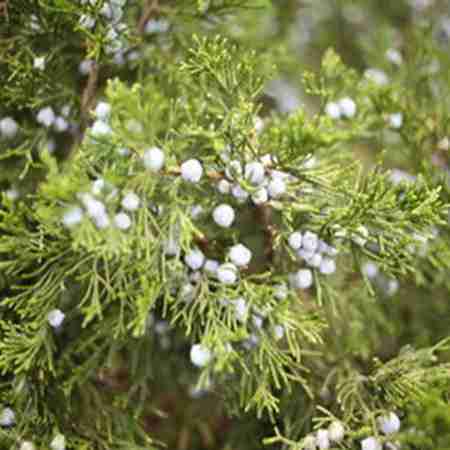 Cedarwood Virginia Juniperus Virginiana Plant