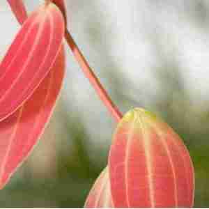 Cinnamon Cassia Plant