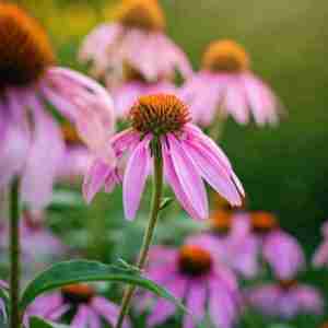Echinacea (Plant)