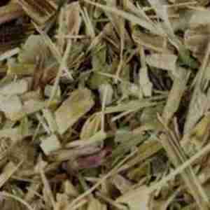 Echinacea Herb