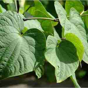 Kava Kava (Plant)