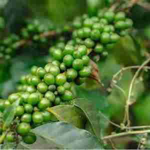 Black Peppercorn (Plant)