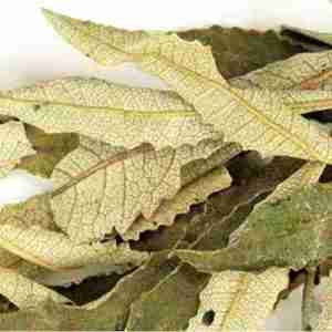 Yerba Santa Leaf