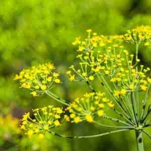Fennel (plant)