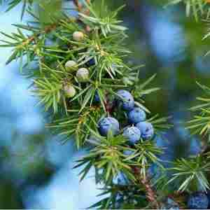 Juniper plant