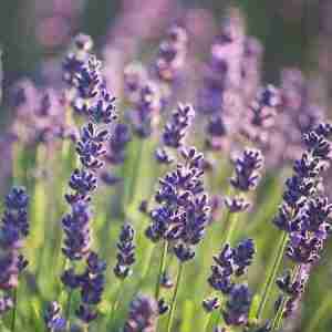 Lavender flower