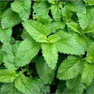 Lemon Balm plant