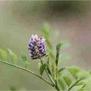 Licorice plant