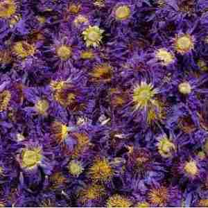 Lotus, Blue (whole flowers)