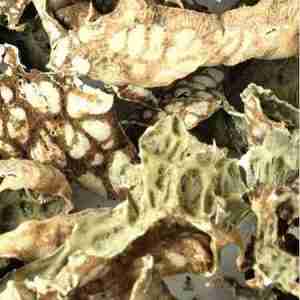 Lungwort Lichen (Whole)