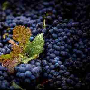 Oregon Grape plant