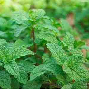 Peppermint plant