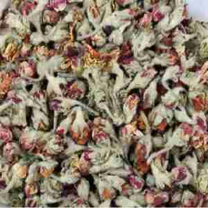 Apple Blossom Flower Buds