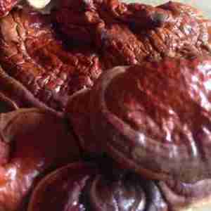 Whole Red Reishi Mushroom