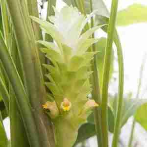 Turmeric flower plant
