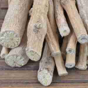 African Dream Root (Silene Capensis)