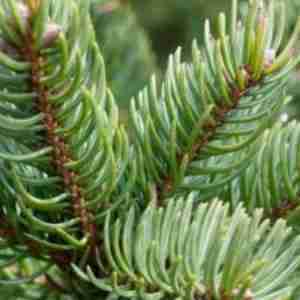 Balsam Fir (plant)