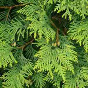 Cedarwood Atlas (Cedrus Atlantica), Plant