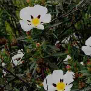 Cistus (Cistus Ladaniferus) Plant