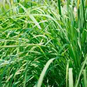 Citronella (Cymbopogon Nardus) Plantv