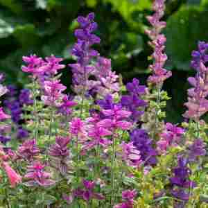 Clary Sage (Salvia Sclarea) Plant