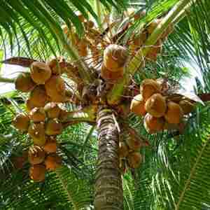 Coconut Tree