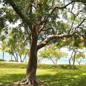 Elemi Tree