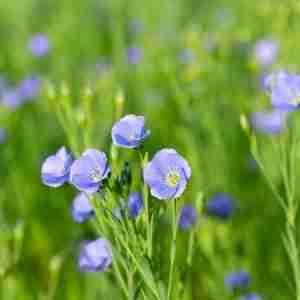 Flax Plant
