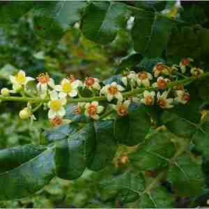 Frankincense