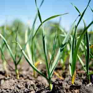 Garlic Plant