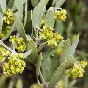 Jojoba Plant
