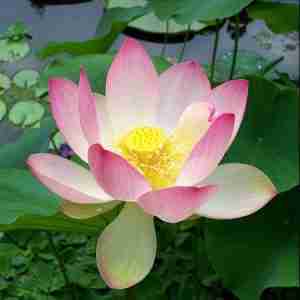 Lotus