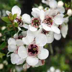 Manuka (Leptospermum Scoparium)
