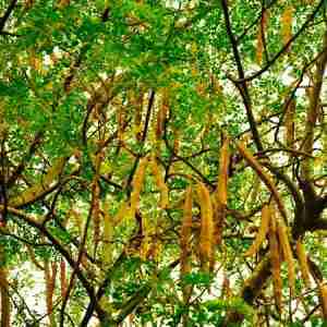 Moringa Tree