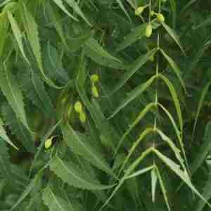 Neem plant
