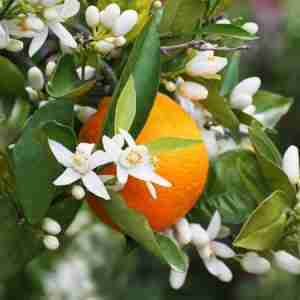 Neroli flowers