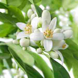Neroli flowers