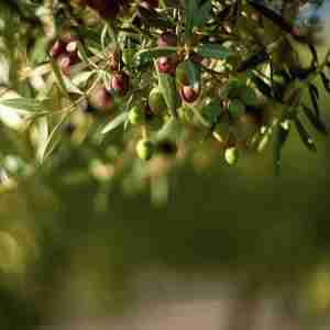 Olive tree