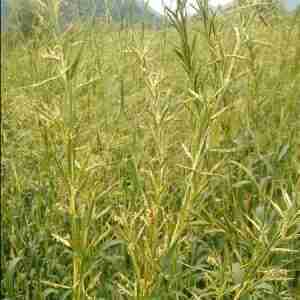 Palmarosa plant