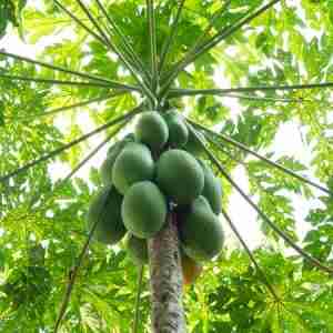 Papaya tree
